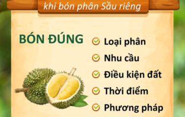 Nguyên Tắc 5 Đúng Khi Bón Phân Sầu Riêng