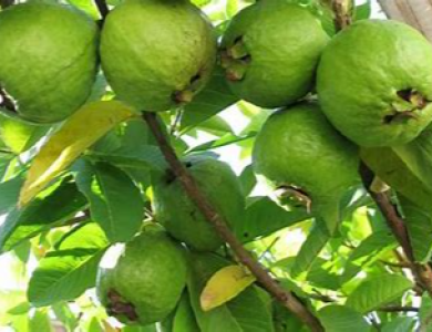 Cách Bón Phân Cho Ổi Ngọt Ra Nhiều Trái